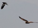 vleivalk en kiewiet  Marsh Harrier and Blacksmith Plover in arial combat : frieda